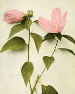 Image of crimsoneyed rosemallow