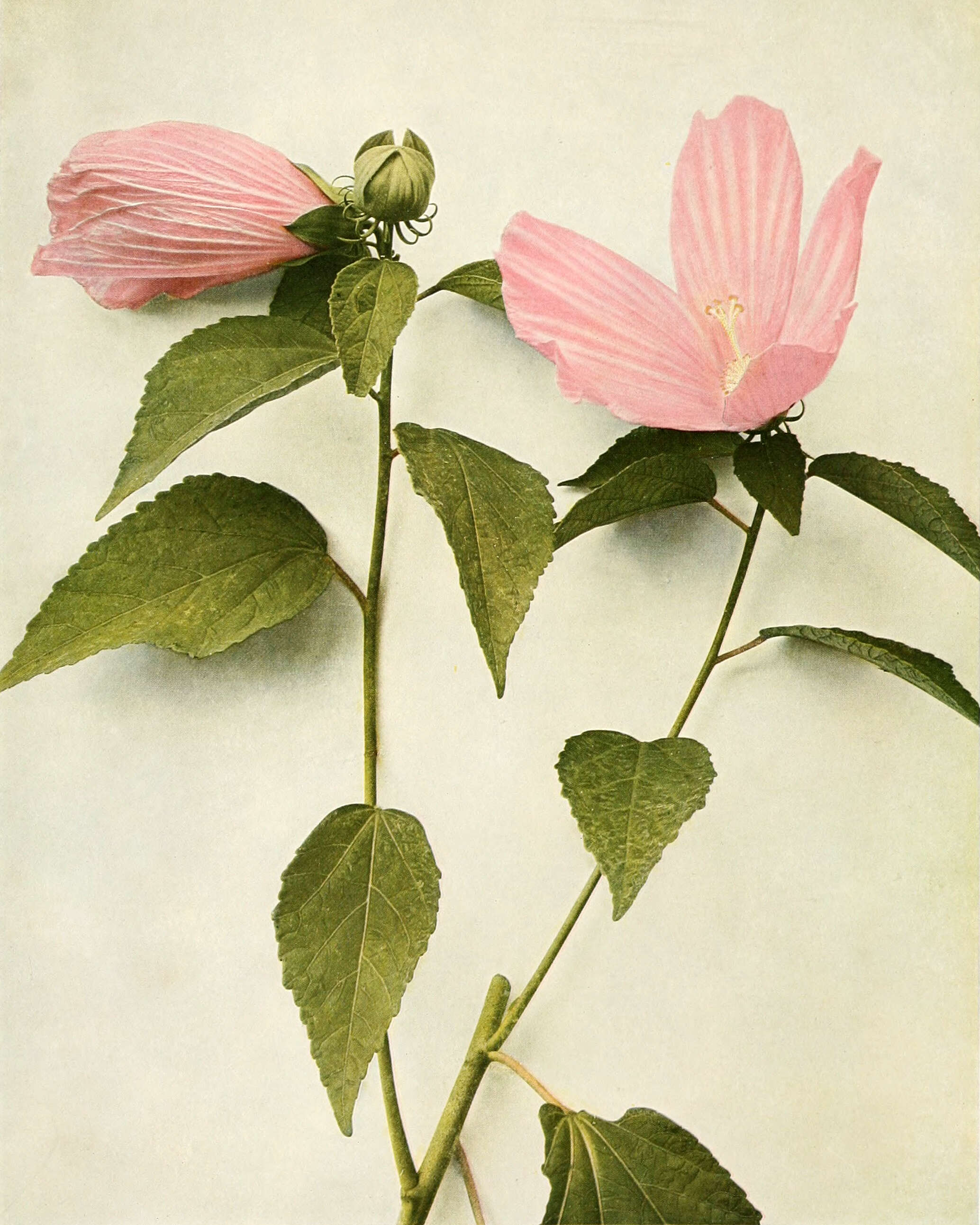 Image of crimsoneyed rosemallow