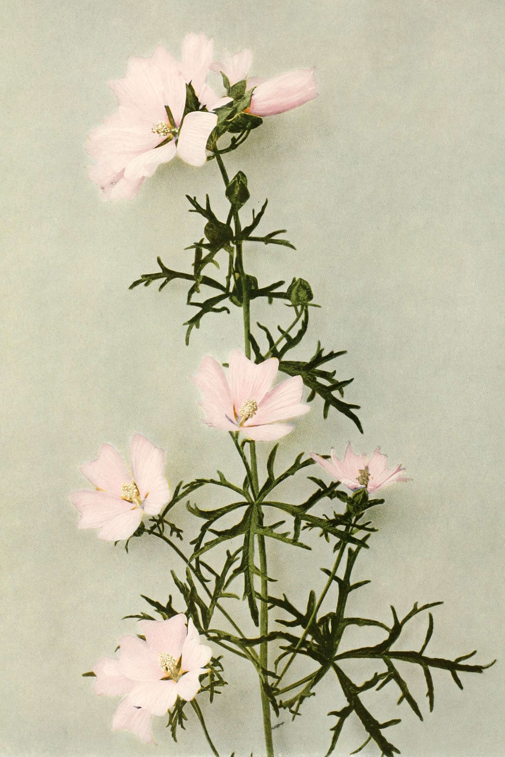 Image of musk mallow