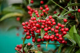 Image of Christmas berry