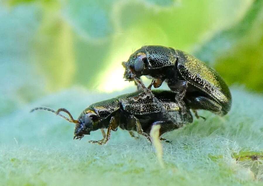 Image of Hemiglyptus basalis (Crotch 1874)