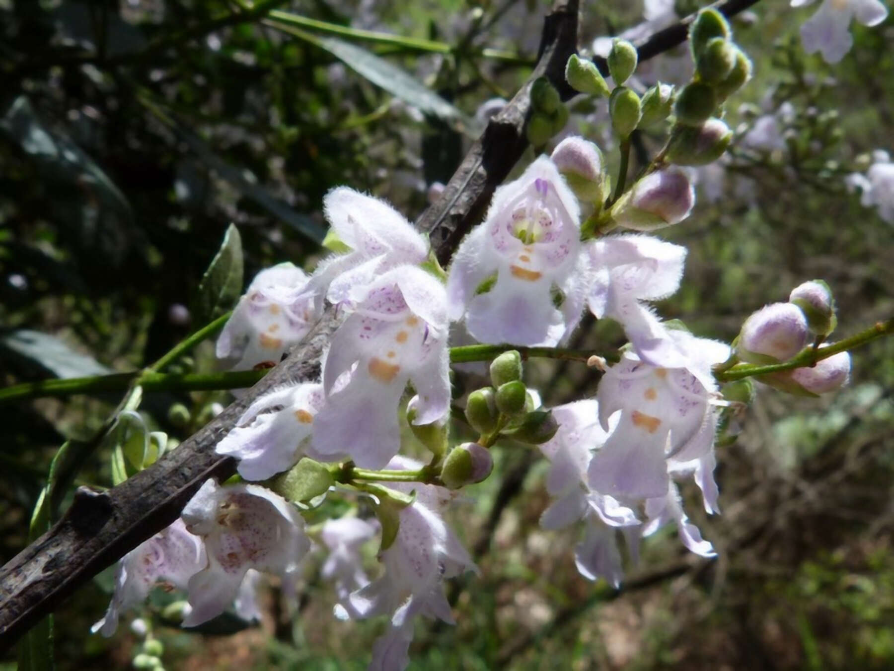 Prostanthera lasianthos Labill. resmi