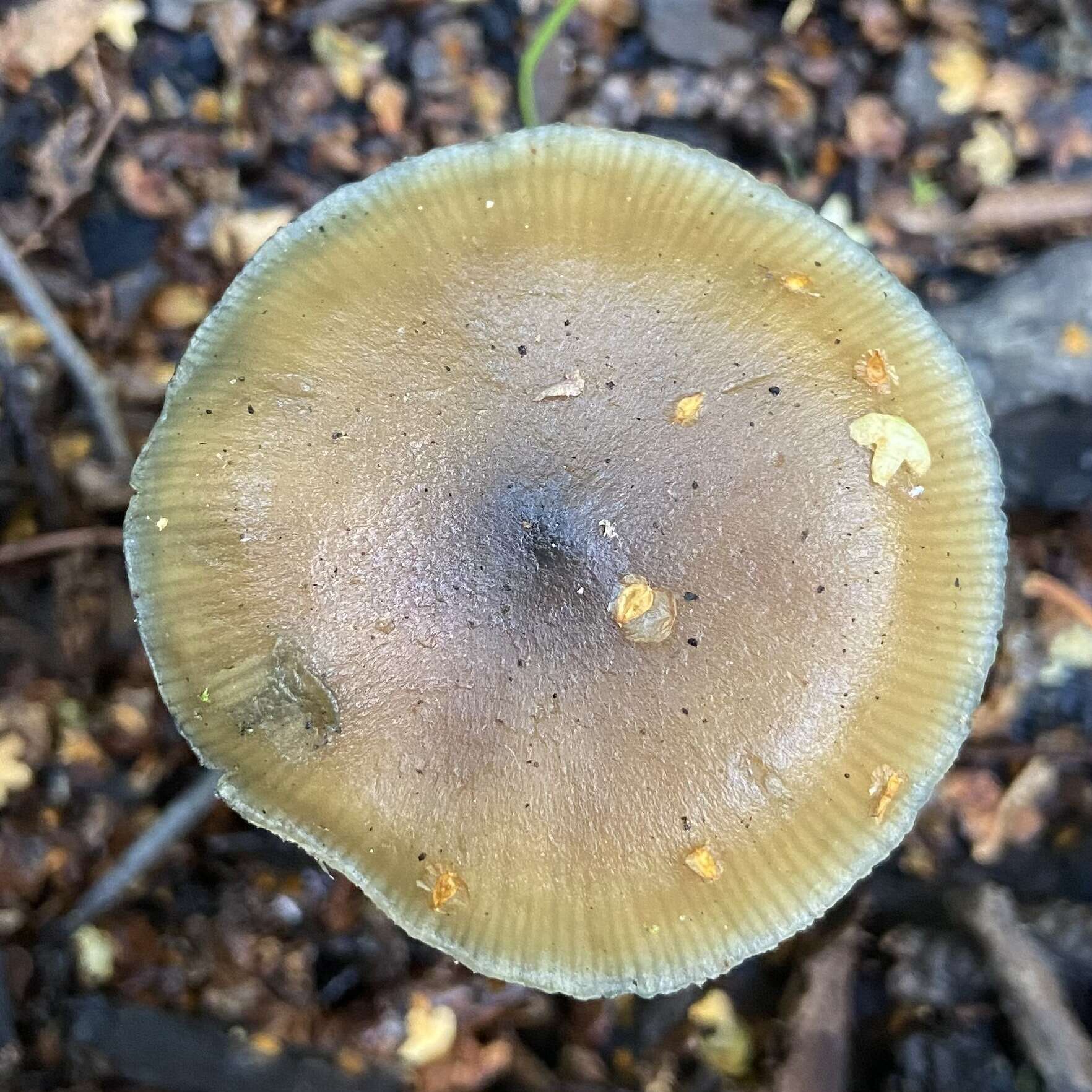 Image of Psilocybe angulospora Y. W. Wang & S. S. Tzean 2015