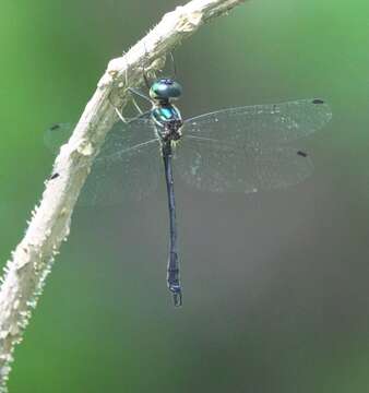 Image of Idionyx yolanda Selys 1871