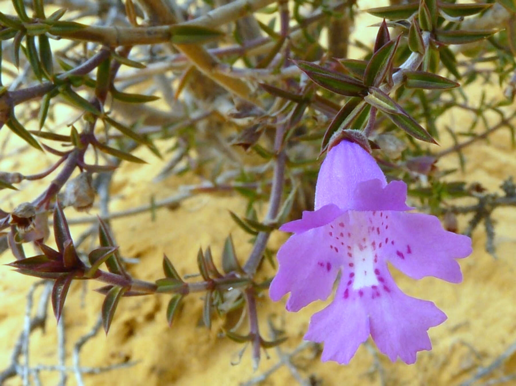 Image of Hemiandra pungens R. Br.