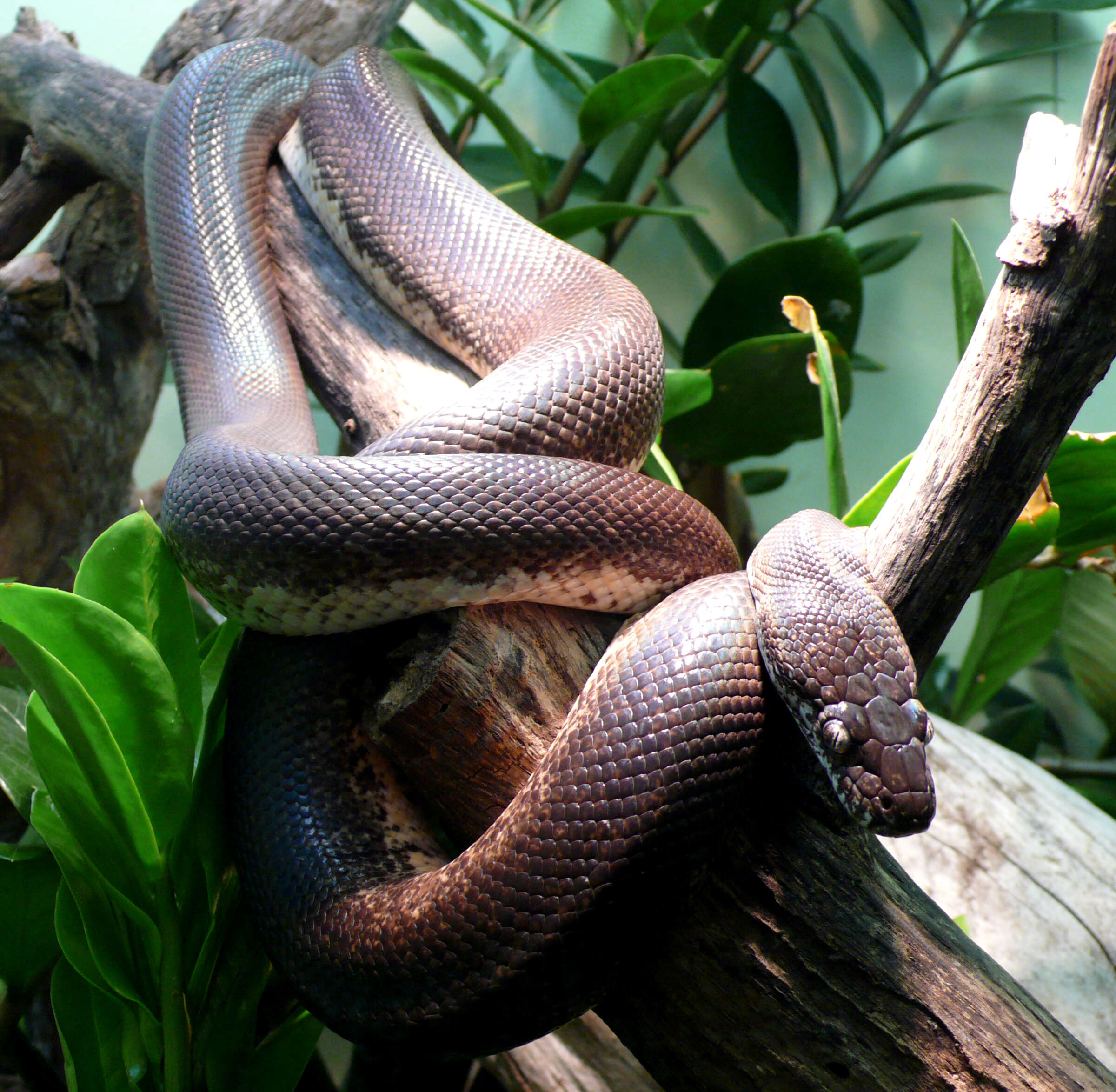 Image of Macklot's Python