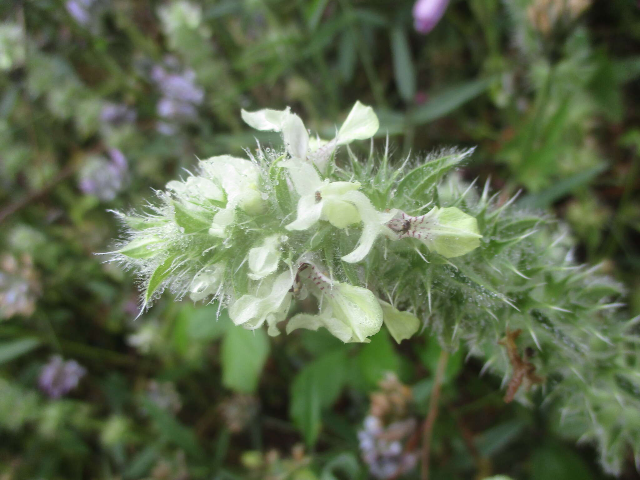 Слика од Stachys ocymastrum (L.) Briq.