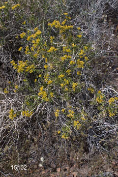 Image of Amphipappus fremontii var. fremontii