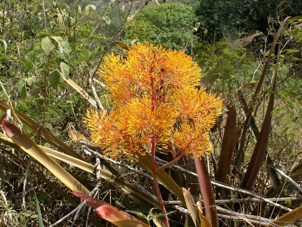 Слика од Aechmea leptantha (Harms) Leme & J. A. Siqueira