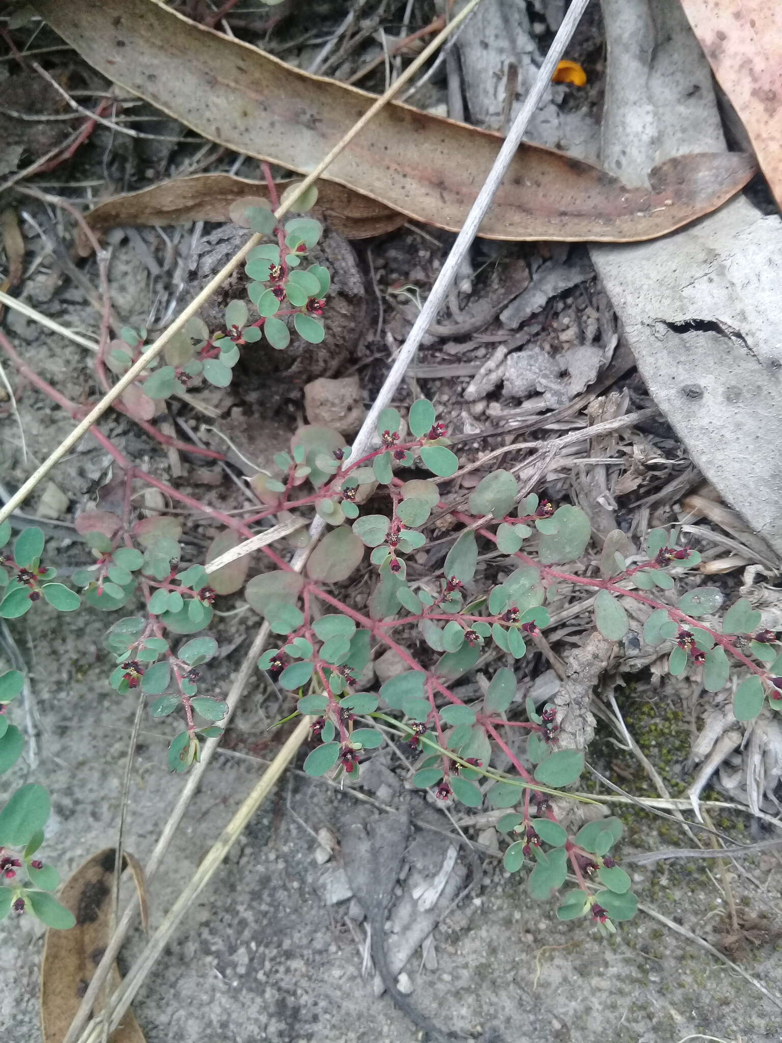 Imagem de Euphorbia jamesonii Boiss.