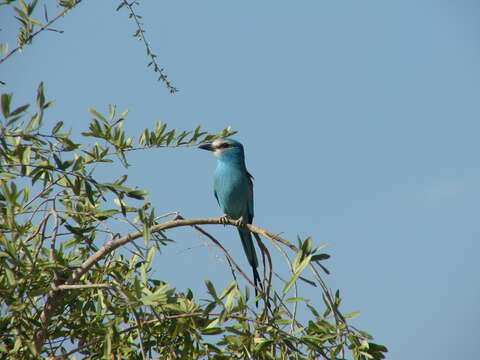 Image of Abyssinian Roller