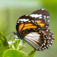 Sivun Danaus (Salatura) affinis malayana (Fruhstorfer 1899) kuva