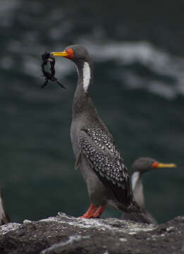 Plancia ëd Phalacrocorax gaimardi (Garnot 1828)