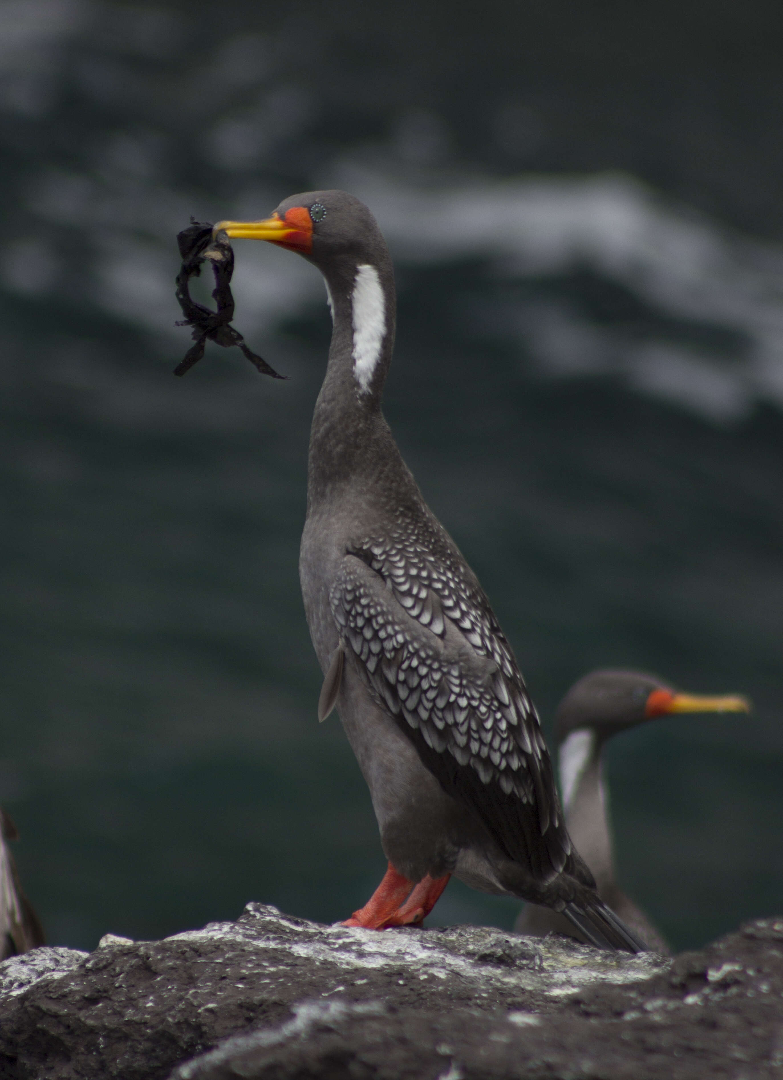 Image of Red-legged Cormorant