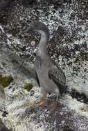 Image of Red-legged Cormorant