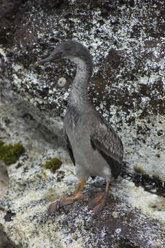 Plancia ëd Phalacrocorax gaimardi (Garnot 1828)