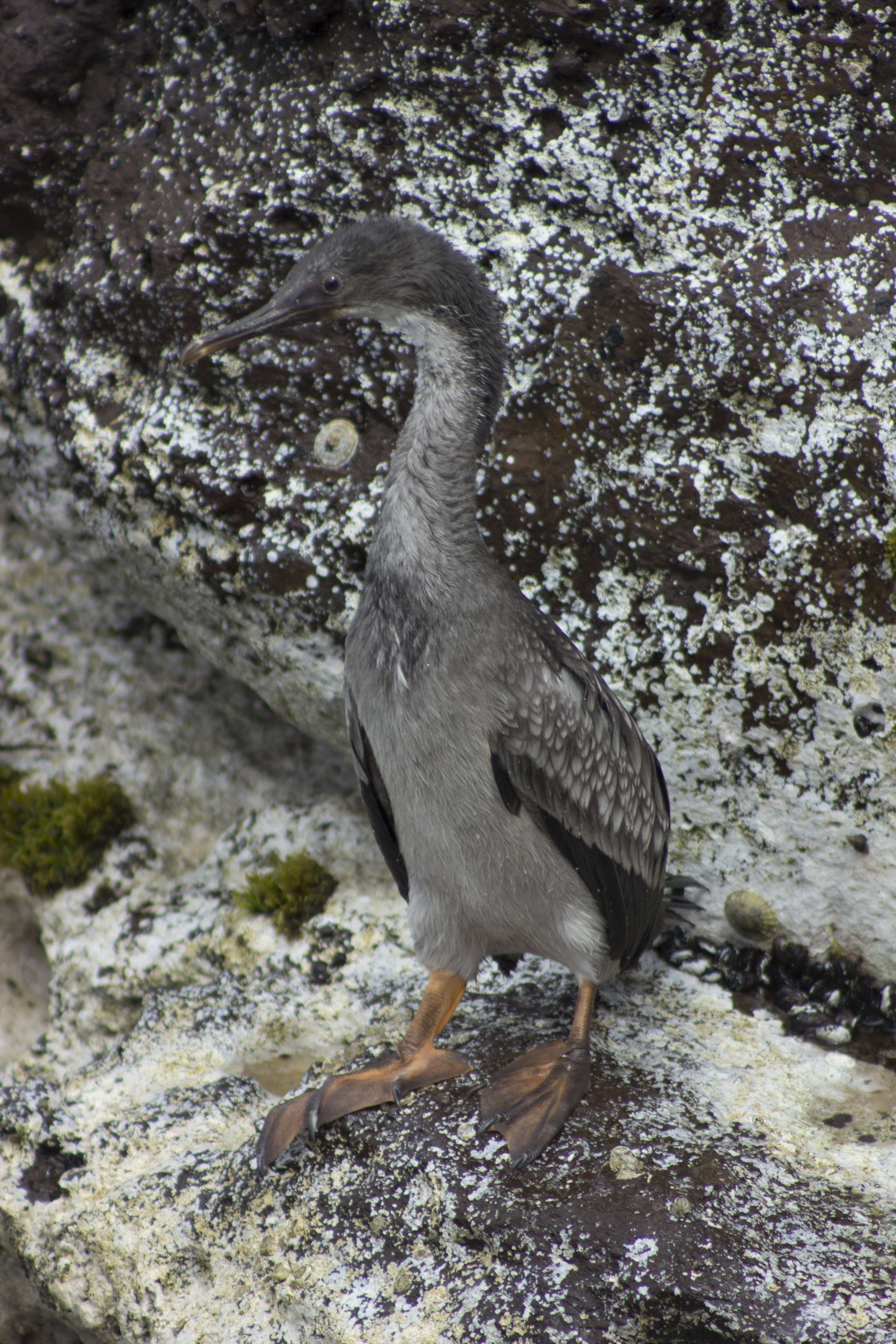 Plancia ëd Phalacrocorax gaimardi (Garnot 1828)