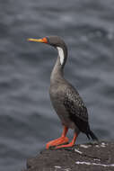 Plancia ëd Phalacrocorax gaimardi (Garnot 1828)