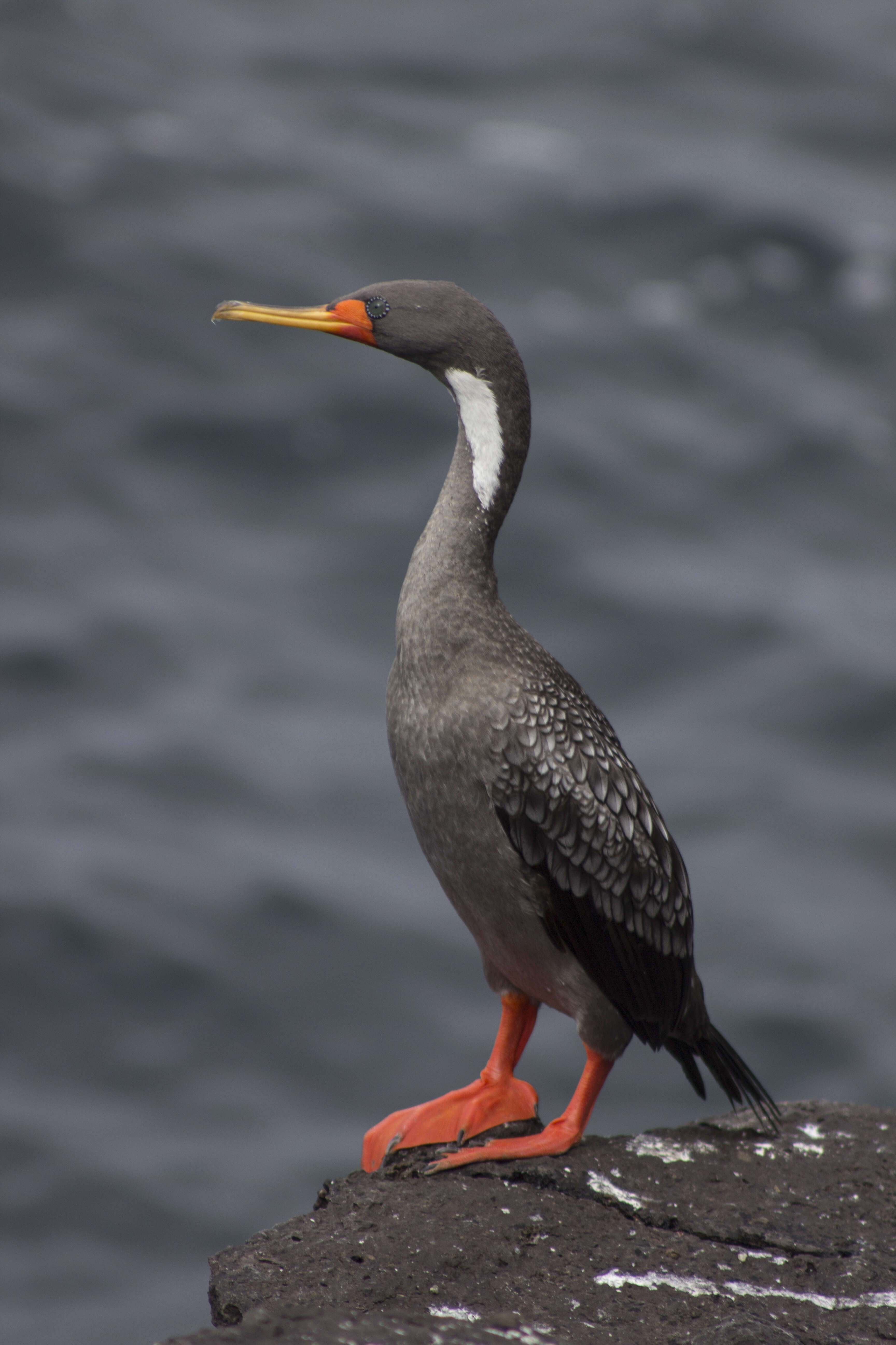 Plancia ëd Phalacrocorax gaimardi (Garnot 1828)