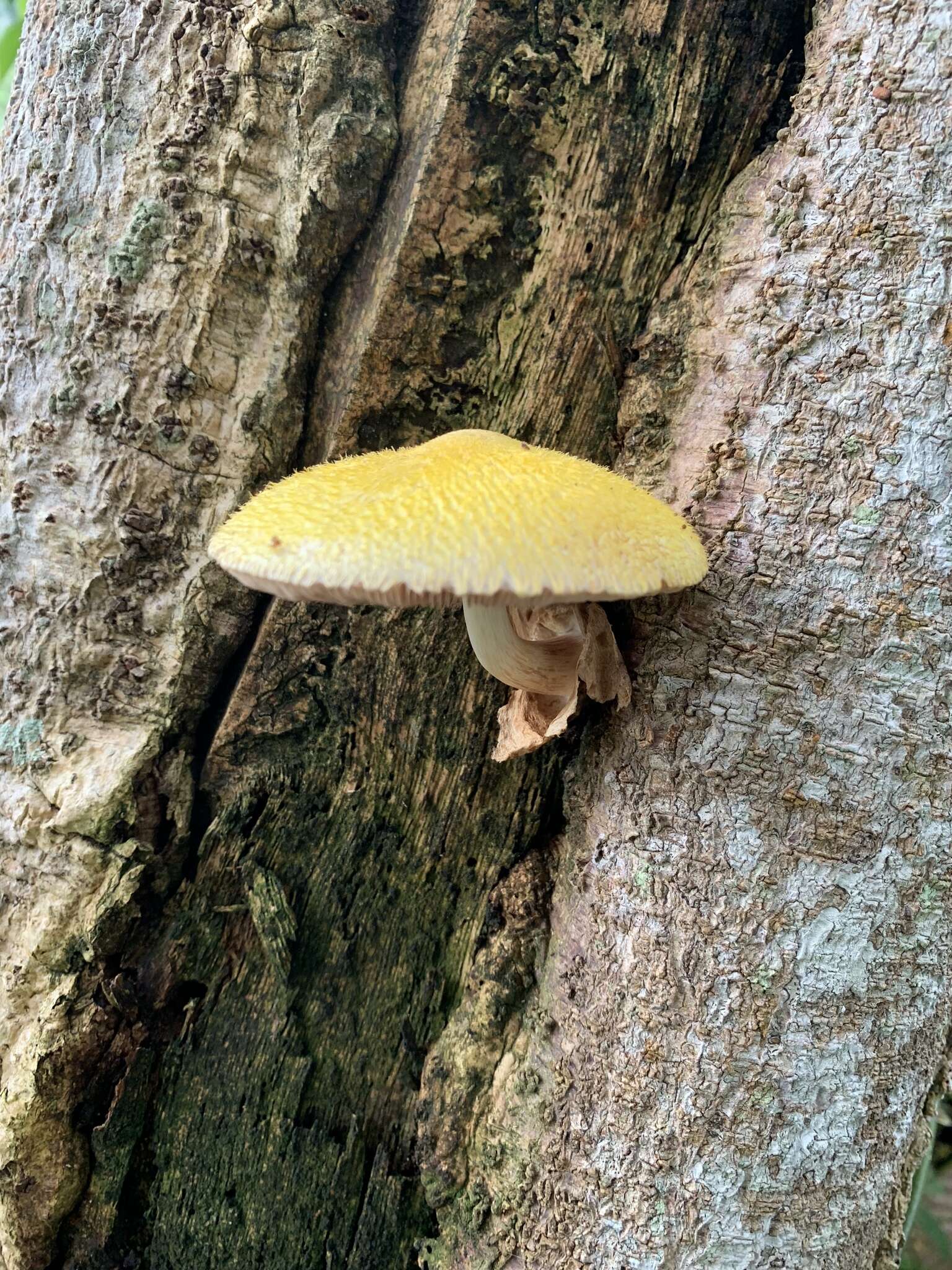 Image of Volvariella bombycina (Schaeff.) Singer 1951