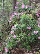 Image of Pacific rhododendron