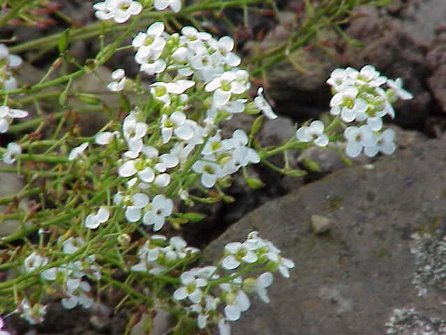 Imagem de Hornungia alpina (L.) O. Appel