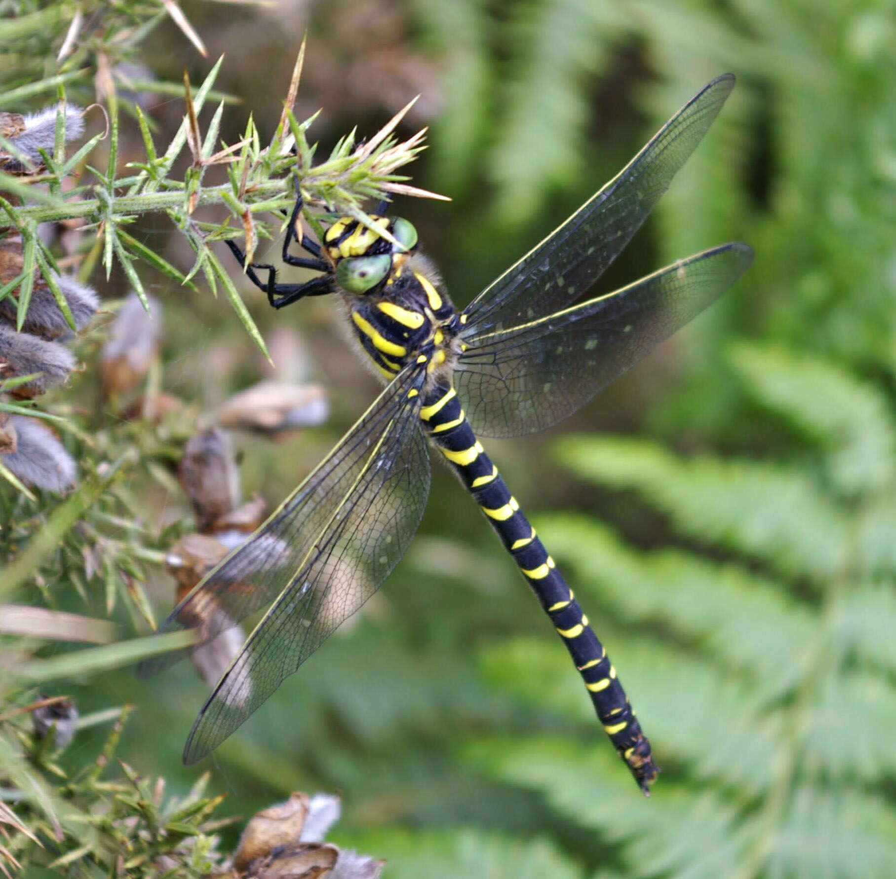 Image of golden-ringed dragonfly