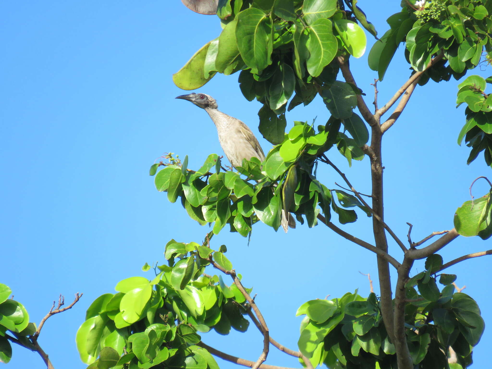 Philemon buceroides (Swainson 1838)的圖片