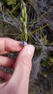 Image of Gumland sun orchid