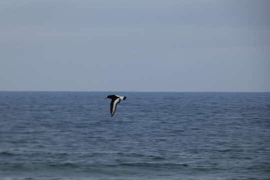 Image de Haematopus ostralegus ostralegus Linnaeus 1758