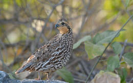 Image of Black-throated Bobwhite