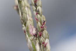 Image of Digitaria stricta Roth