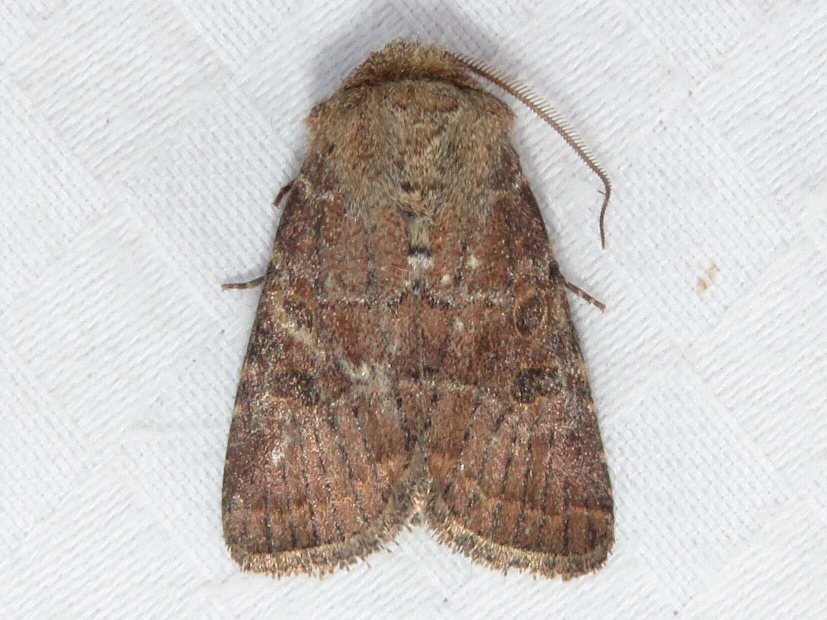 Image of Banded Quaker