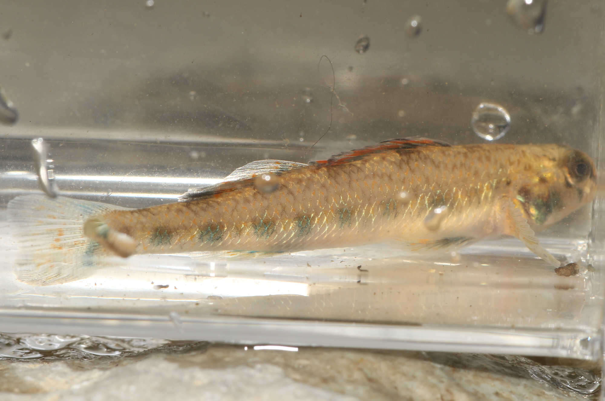 Image of Cumberland darter