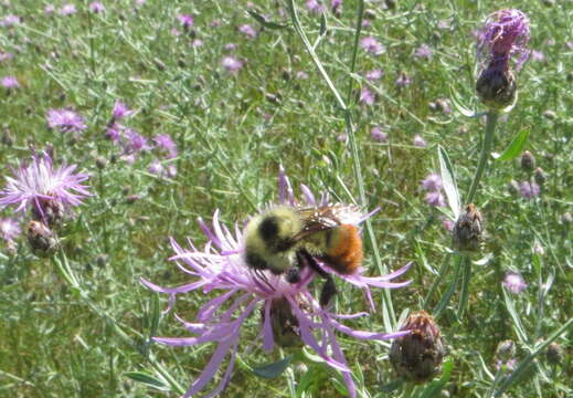 Image of Red-belted Bumble Bee