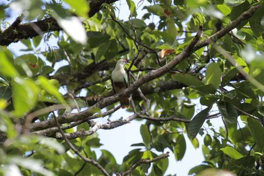 Image of Crimson-crowned Fruit Dove