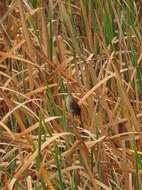 Image of African Bush-Warbler