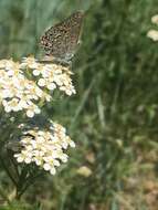 صورة Satyrium behrii (Edwards 1870)