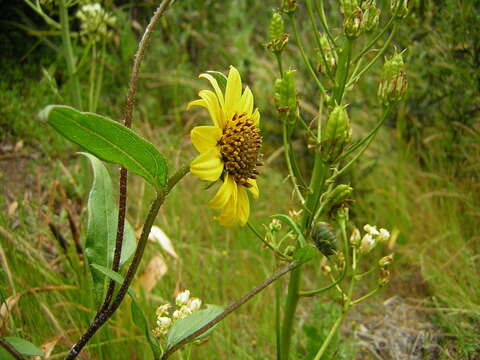 Image of slender sunflower