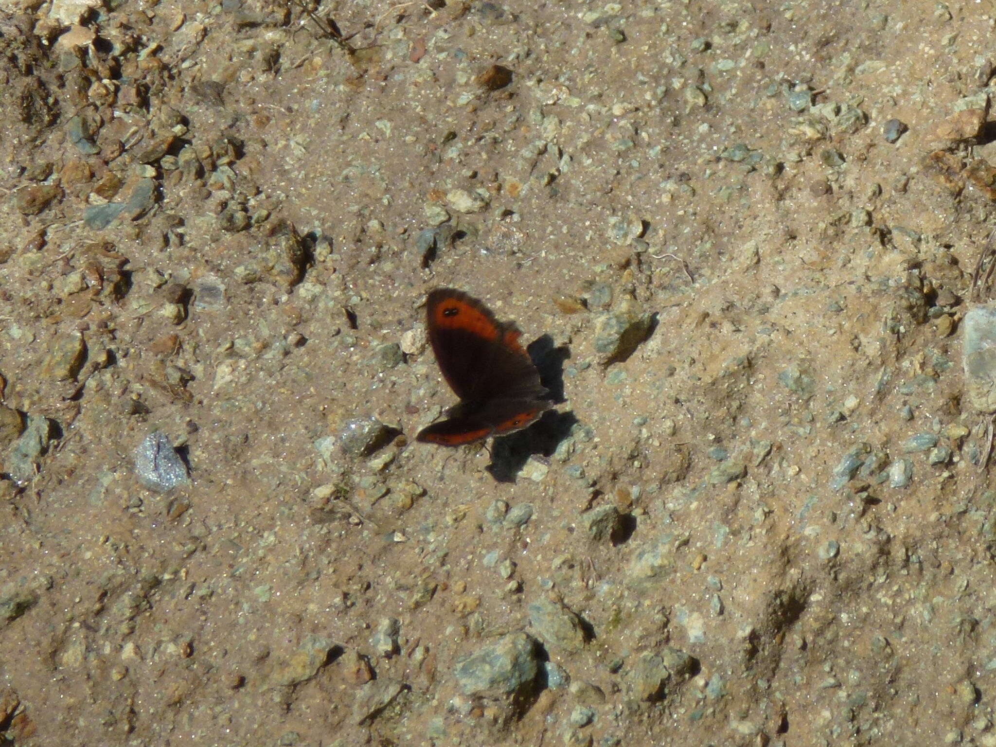 Image of Erebia montanus De Prunner 1798