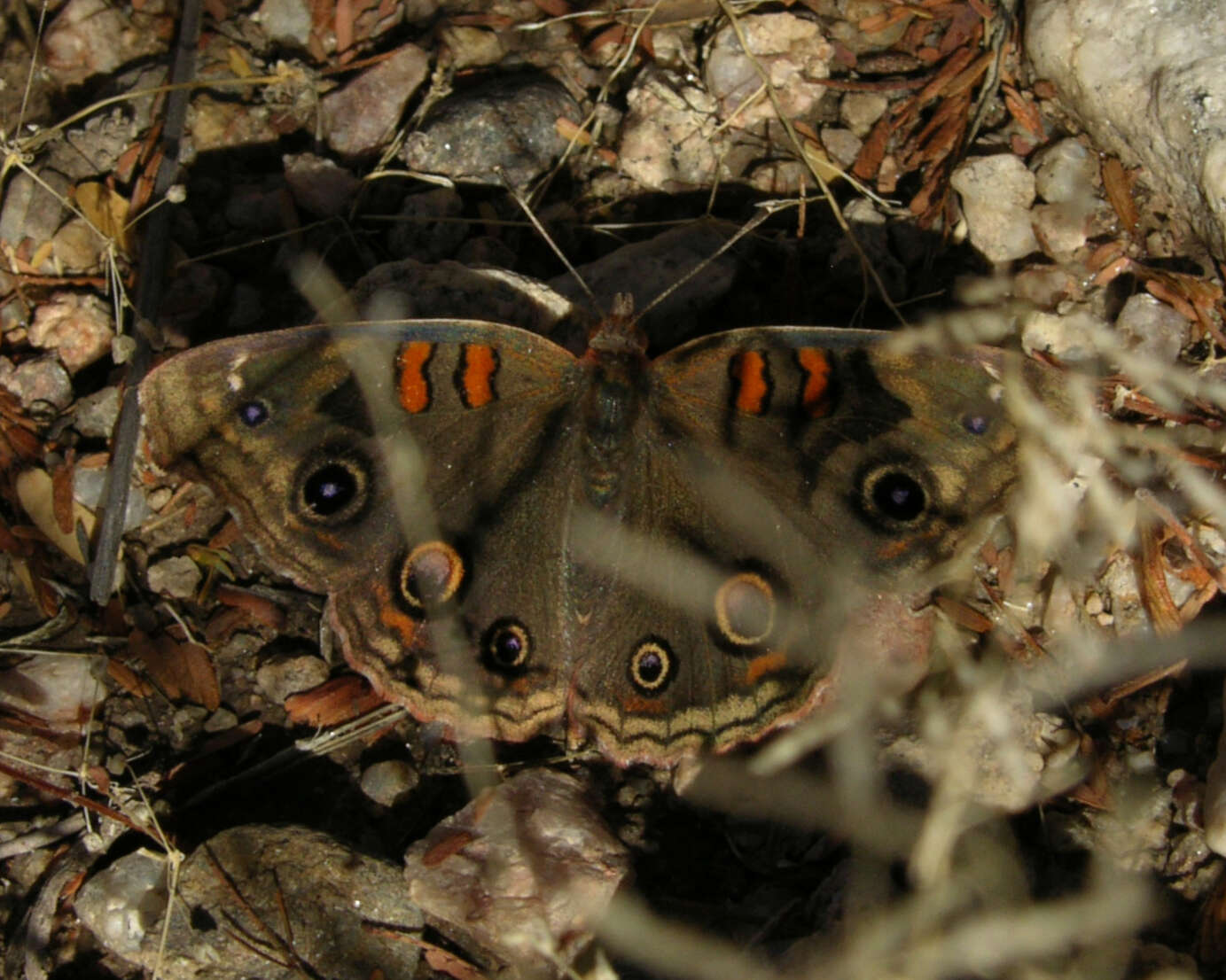 Image of Junonia nigrosuffusa Barnes & McDunnough 1916