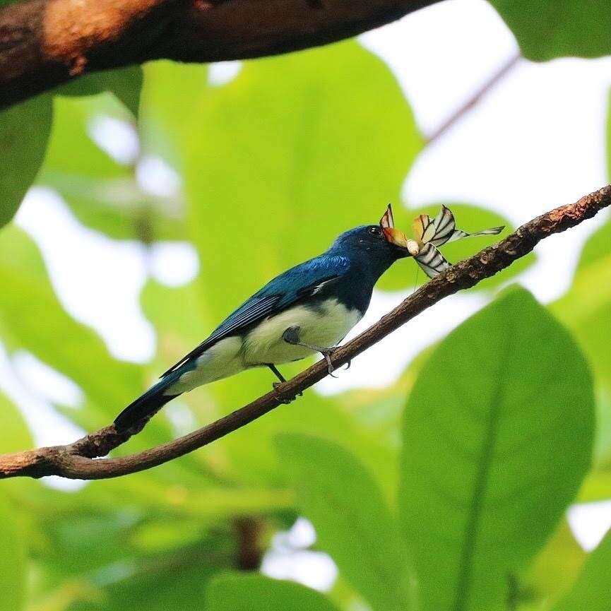 Image of Zappey's Flycatcher