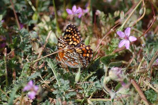 Image of Gabb's Checkerspot