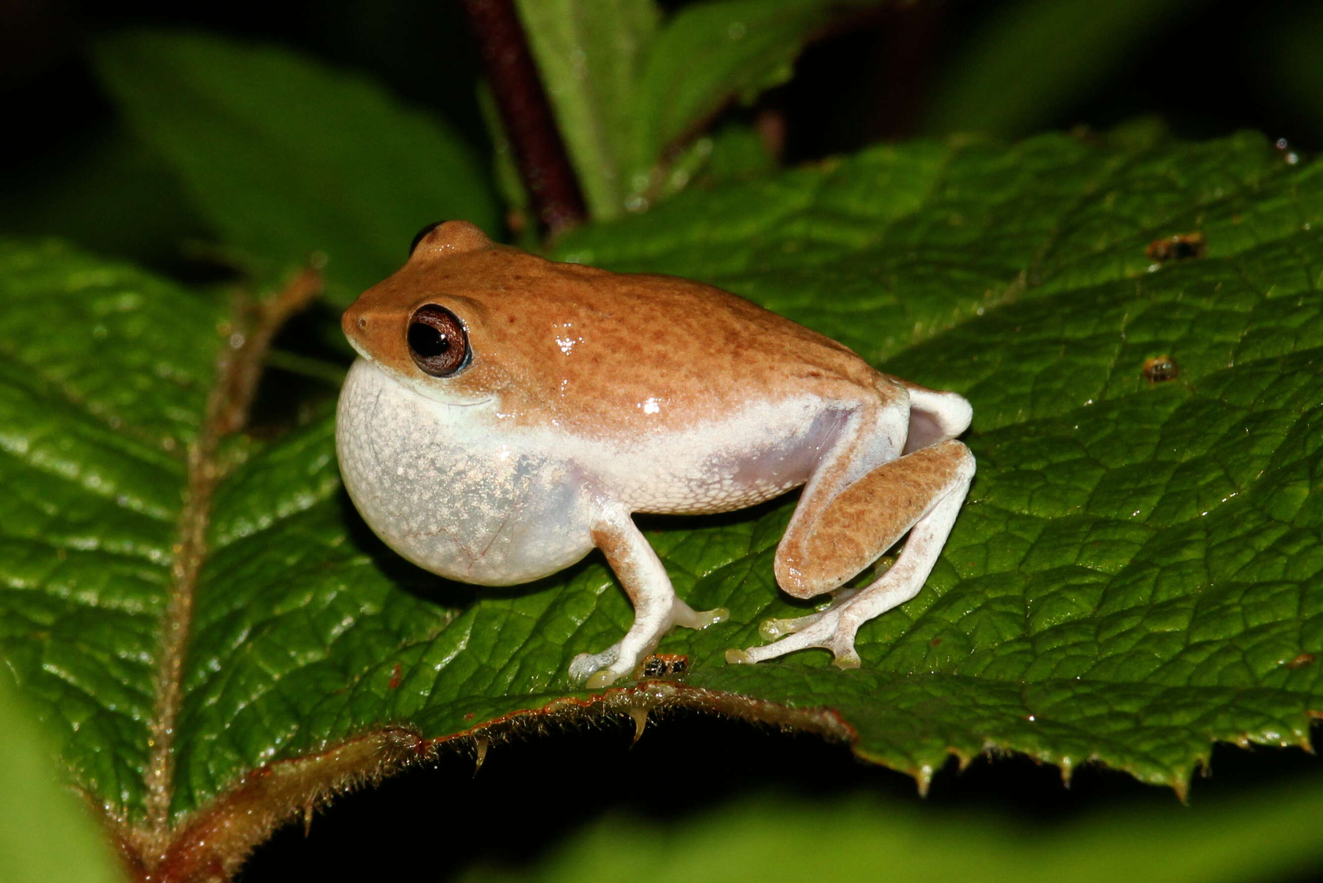 Imagem de Pseudophilautus hoffmanni (Meegaskumbura & Manamendra-Arachchi 2005)