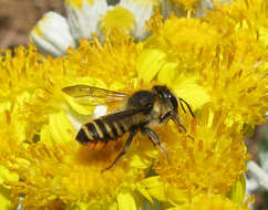 Imagem de Megachile melanopyga Costa 1863