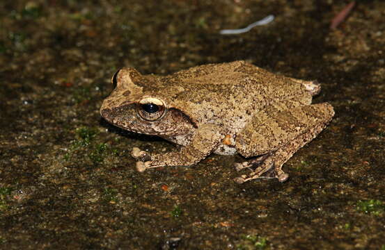 Image of Pseudophilautus silus (Manamendra-Arachchi & Pethiyagoda 2005)