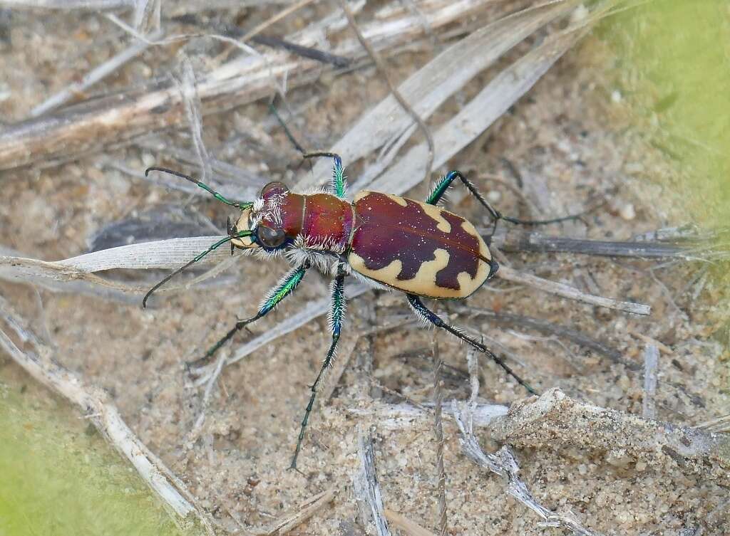 Image of Beautiful tiger beetle