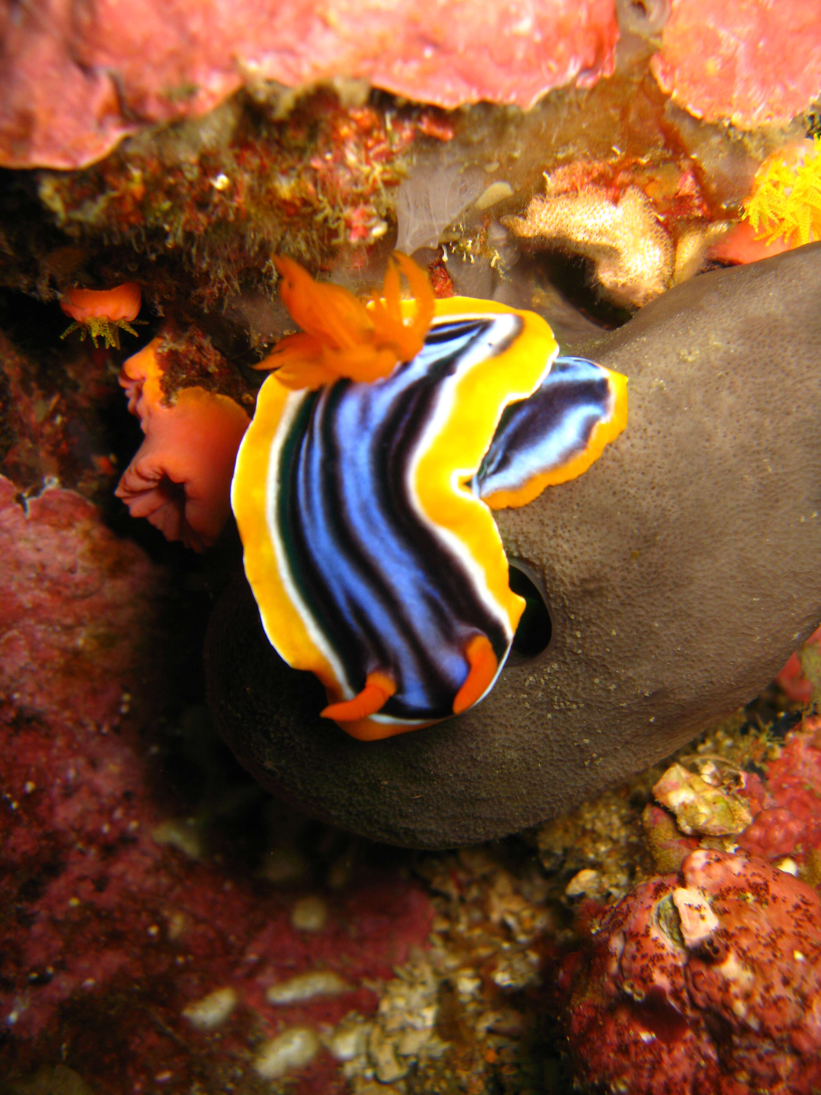 Image of Chromodoris elisabethina Bergh 1877