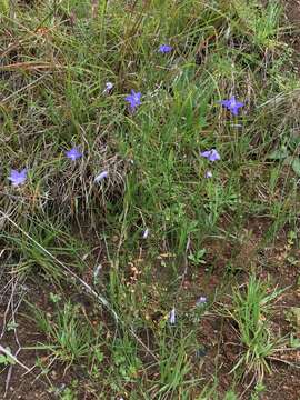 Wahlenbergia capillaris (G. Lodd.) G. Don resmi