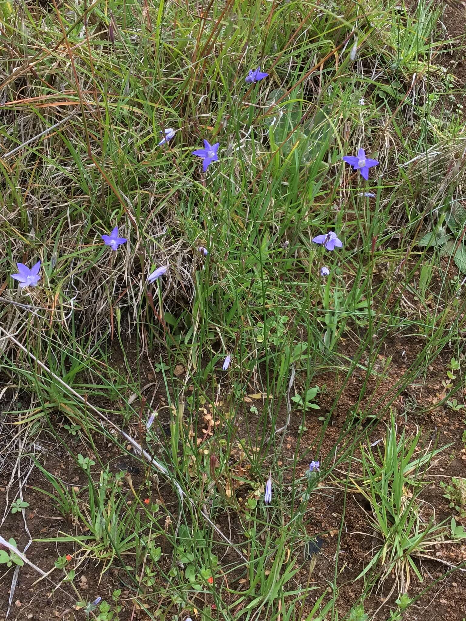 Image of Wahlenbergia capillaris (G. Lodd.) G. Don